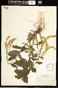 Solidago ulmifolia image