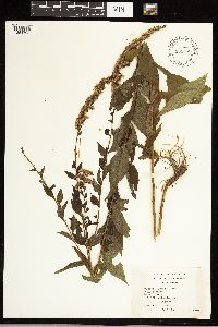 Solidago ulmifolia image