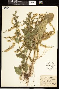 Solidago ulmifolia image