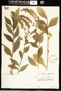 Solidago ulmifolia image