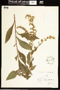 Solidago ulmifolia image