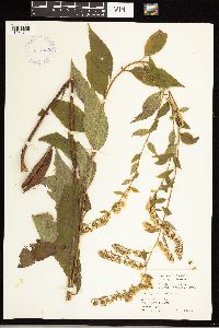 Solidago ulmifolia image