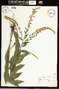 Solidago ulmifolia image