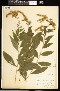 Solidago ulmifolia image