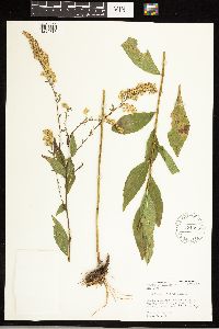 Solidago ulmifolia image