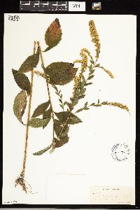 Solidago ulmifolia image