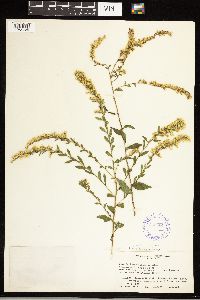 Solidago ulmifolia image