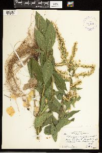 Solidago ulmifolia image
