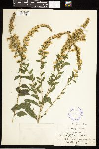 Solidago ulmifolia image