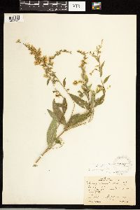 Solidago ulmifolia image