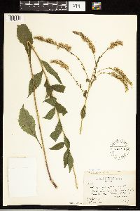 Solidago ulmifolia image