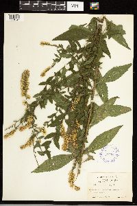 Solidago ulmifolia image