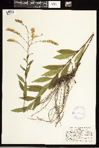 Solidago ulmifolia image