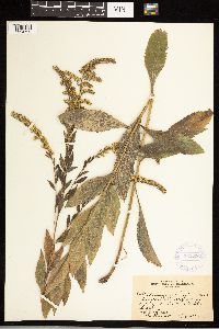 Solidago ulmifolia image