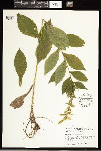 Solidago ulmifolia image