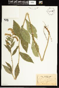 Solidago ulmifolia image