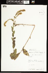 Solidago ulmifolia image