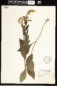 Solidago ulmifolia image