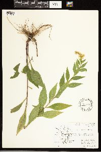 Solidago ulmifolia image