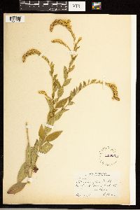 Solidago ulmifolia image