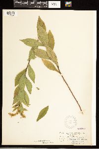 Solidago ulmifolia image