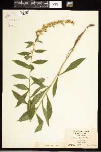 Solidago ulmifolia image