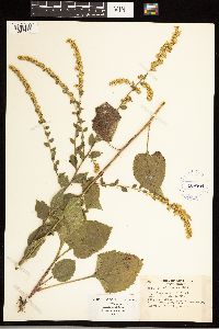 Solidago ulmifolia image