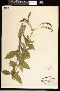 Solidago ulmifolia image