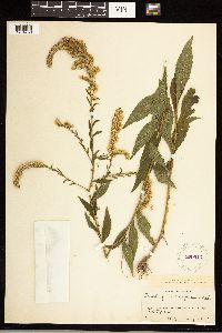 Solidago ulmifolia image