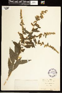 Solidago ulmifolia image