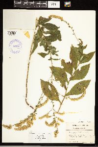 Solidago ulmifolia image