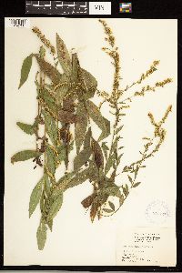 Solidago ulmifolia image
