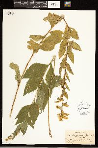 Solidago ulmifolia image
