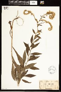 Solidago ulmifolia image