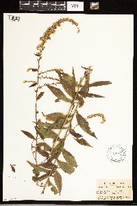 Solidago ulmifolia image