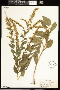 Solidago ulmifolia image