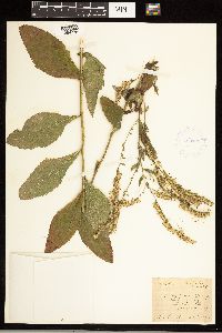 Solidago ulmifolia image