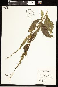Solidago ulmifolia image