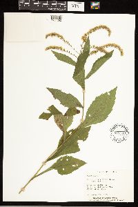 Solidago ulmifolia var. ulmifolia image