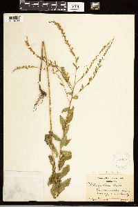 Solidago ulmifolia var. ulmifolia image