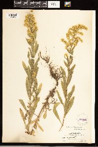 Solidago velutina image