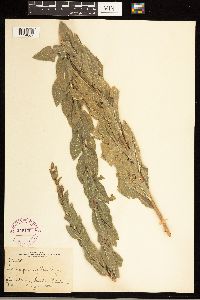 Solidago wrightii image