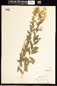 Solidago wrightii image