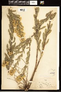 Solidago wrightii image