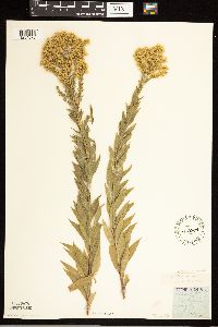 Solidago altissima subsp. altissima image