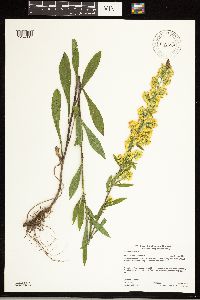 Solidago hispida image