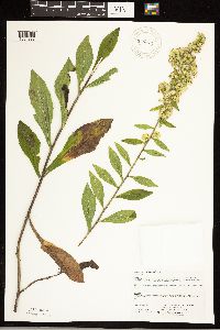Solidago hispida image