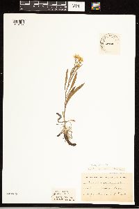 Solidago ptarmicoides image