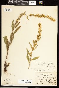 Solidago simplex image
