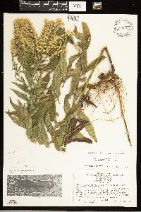 Solidago altissima subsp. altissima image